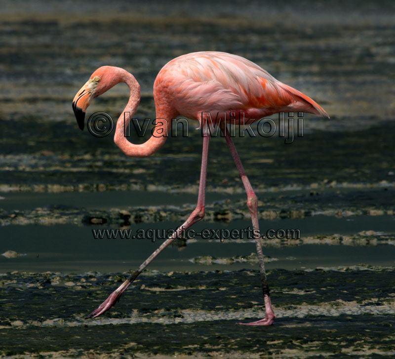 pajaros de venezuela